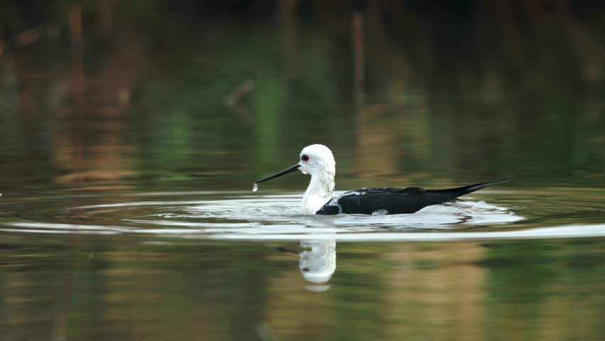 Black-winged stilt bathing at Asker marsh