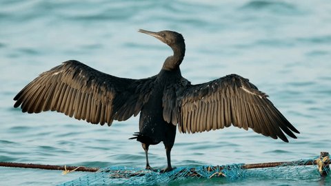 Socotra cormorant drying its wing Video stock