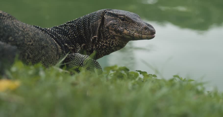 Monitor lizard sticks out tongue and turns head. Striped monitor lizard, or water monitor on lake water background. Close up large lizard belonging to the genus of monitor lizards. Royalty-Free Stock Footage #1108381565