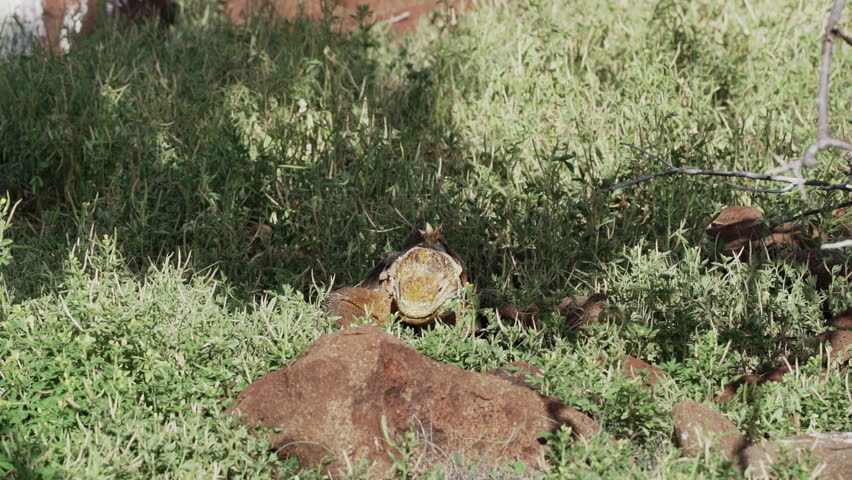 slow motion of a yellow galapagos land iguana, also know as Drusenkopf or Conolophus subcristatus is endemic to the Galapagos islands in Ecuador.