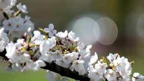 Cherry Blossom Elegance: 4K Close-Up of Cherry Blossom Tree with Bokeh