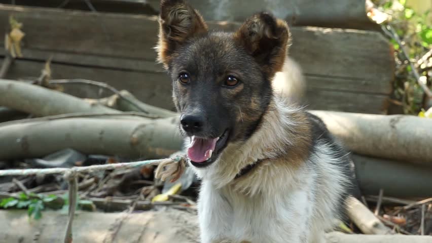 A young dog fawns and barks on a leash in the village