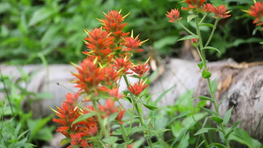 Orange Indian Paintbrush Flowers in a lush field