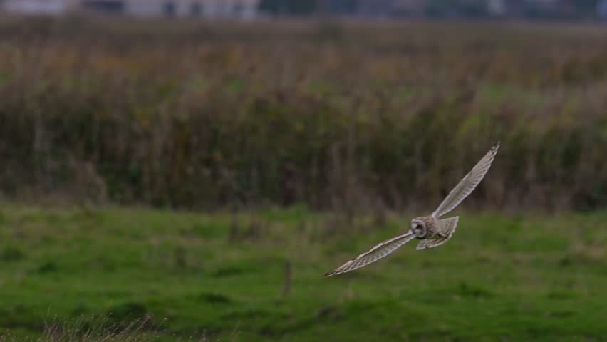 Short-eared owl in flight slowmotion 4K

