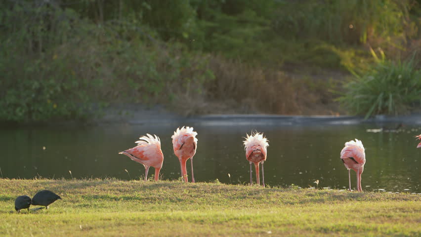 Bird Wildlife - American Flamingo  in Super Slow Motion 4K 120fps