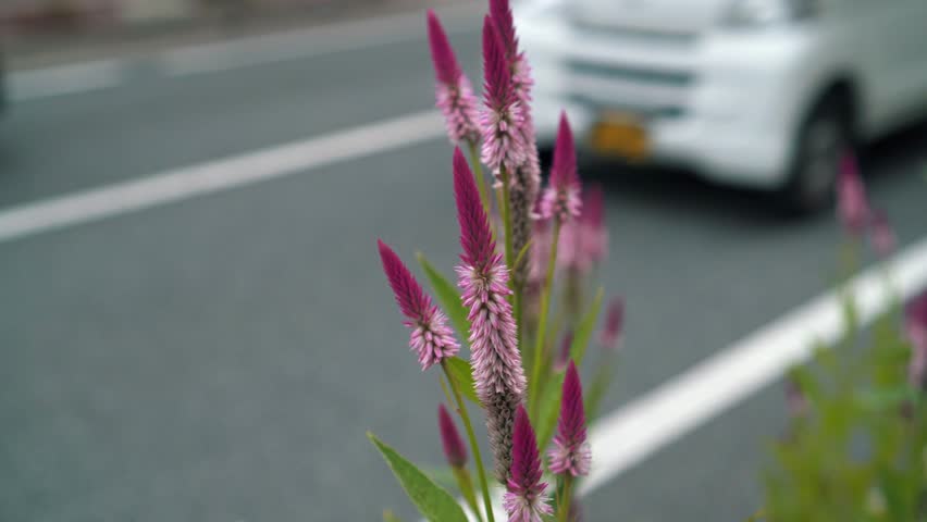 Beautiful flowers blooming in the flowerbed on the street corner