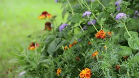 Video of autumn rain in garden with flower bed at green lawn. Garden flowers: rudbeckia, ageratum, marigolds and green foliage with raindrops. Weather forecast, precipitation concept. Natural backdrop