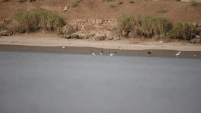 flock of black winged stilt wading in the water looking food with beaks 
