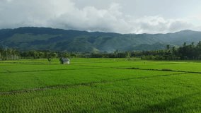 Video of green rice fields in one of the villages in Aceh province, Indonesia.