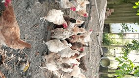 domestic chickens eat. eco product. vertical video.