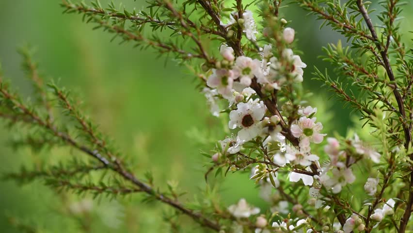 Manuka flowers and branch green leaves on natural background. Royalty-Free Stock Footage #1108399961