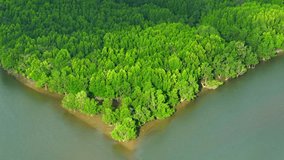 Endless beauty unfolds in Thailand's mangrove forests. A drone aerial view reveals intricate intertwining roots, vibrant foliage, and serene waterways, showcasing nature's harmonious masterpiece.
