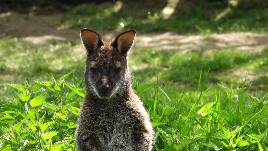 wallabies (Notamacropus rufogriseus) standing on green grass