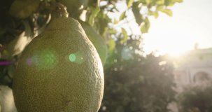 Close-up of a green lemon ripening on a tree in the garden. Growing organic fresh citrus fruits. High quality 4k footage