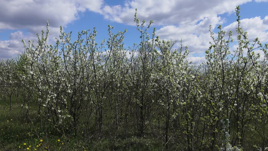Steppe wild frutescent cherry (Prunus chamaecerasus, Cerasus fruticosa). Plot of forest-steppe, blooming wild fruit trees. Type of biocenosis close to natural, primal steppe. Rostov region, Russia Royalty-Free Stock Footage #1108402527