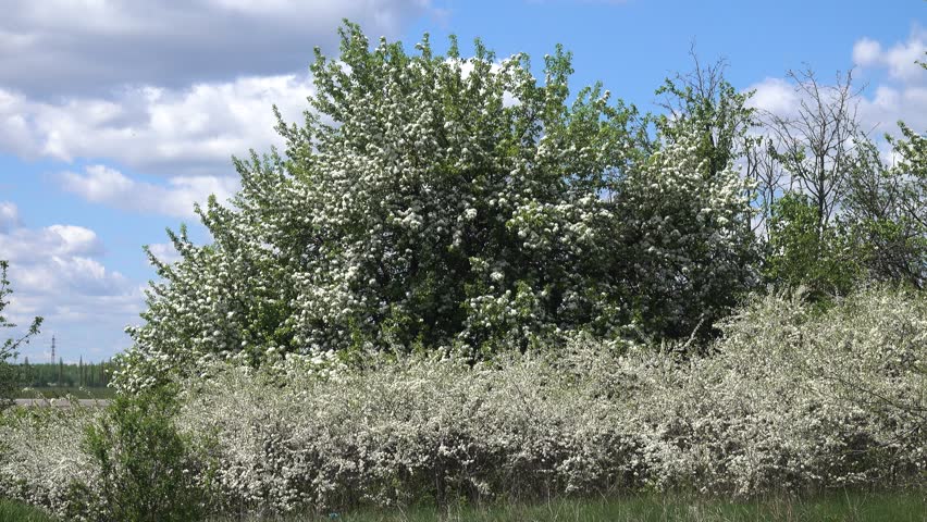 Blackthorn (Prunus spinosa) thornbush. Blooming wild apple tree in the background. Plot of forest-steppe, blooming wild fruit trees. Type of biocenosis close to natural, primal steppe.  Royalty-Free Stock Footage #1108402533