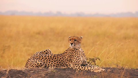 Male cheetah sitting in grass and looking for its pray in Masai Mara, Kenya
