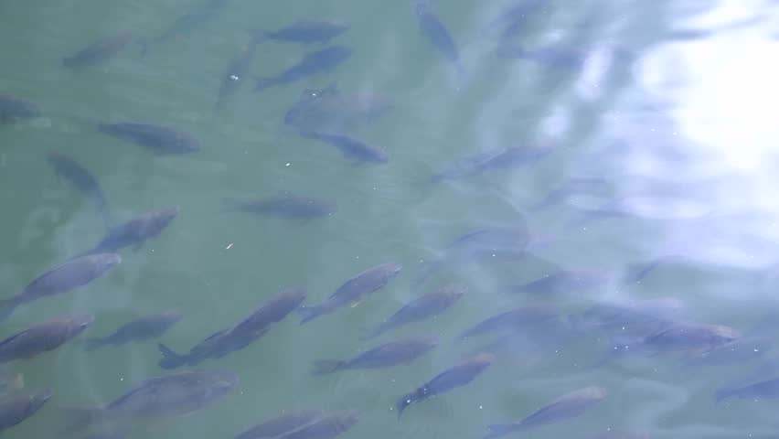 High angle view of school of freshwater fish (mostly carp) swimming in green lake water in a sunny day. Soft focus. Real time handheld video. Copy space. Beauty in nature theme. | Shutterstock HD Video #1108404257
