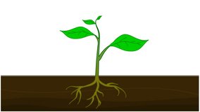 Transpiration stages in plants animation. Roots absorb water movement from the soil, travels from root to up leaves, evaporates on the surface of the leaves. drops cycle, vapors. Biology video