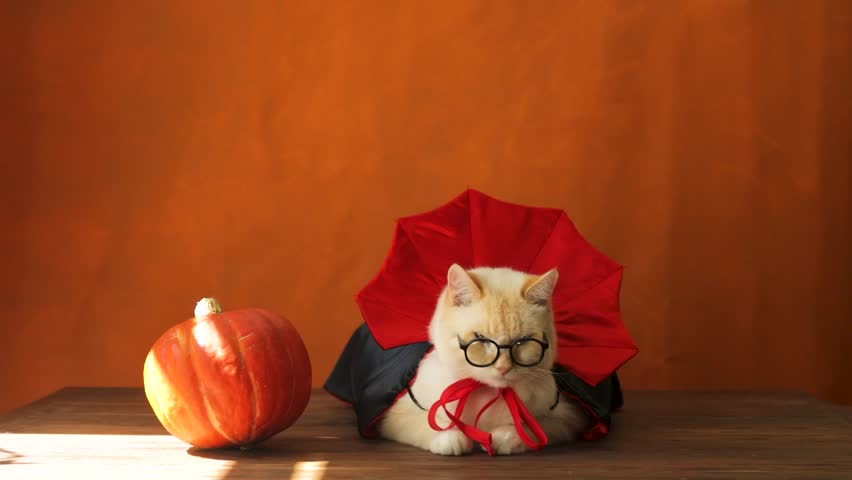 Theme Halloween. Cat in a vampire costume and glasses, orange background | Shutterstock HD Video #1108408903