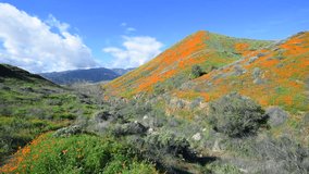 Vibrant poppies blooming on a hillside in Lake Elsinore bounce to the gentle breeze during a bright day.