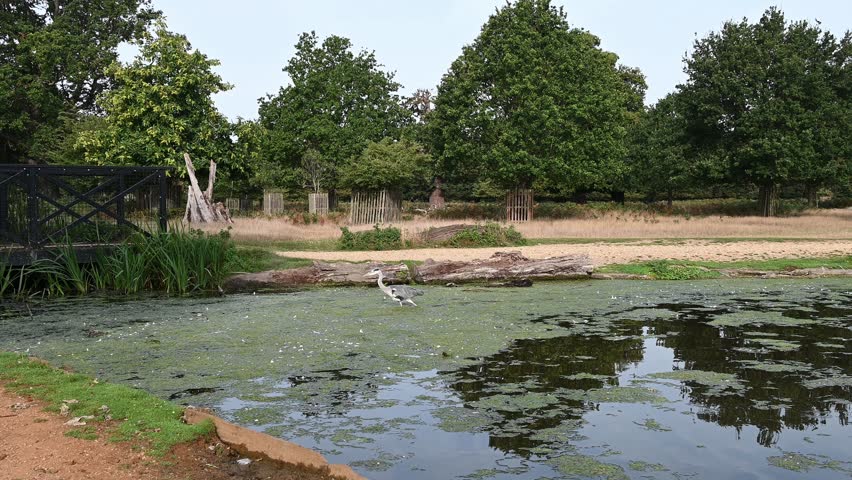 Heron moving through algae at Bushy Park ponds