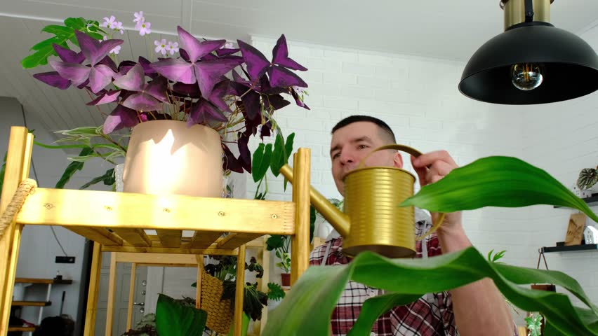 Man watering from a watering can home plants from her collection, grown with love on shelves in the interior of the house. Home plant growing, green house, water balance, humidification