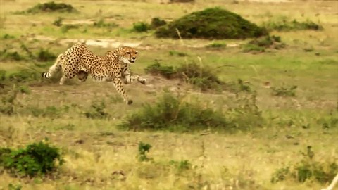 Cheetah Running High Speed Wildlife Vídeo Stock
