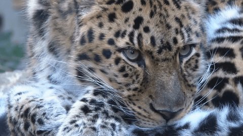 Extreme Close Up Of Leopard Face : vidéo de stock