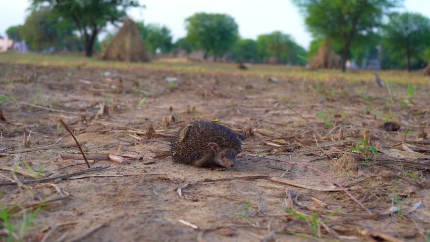 Indian desert hedgehog sitting on desert sand on hot summer