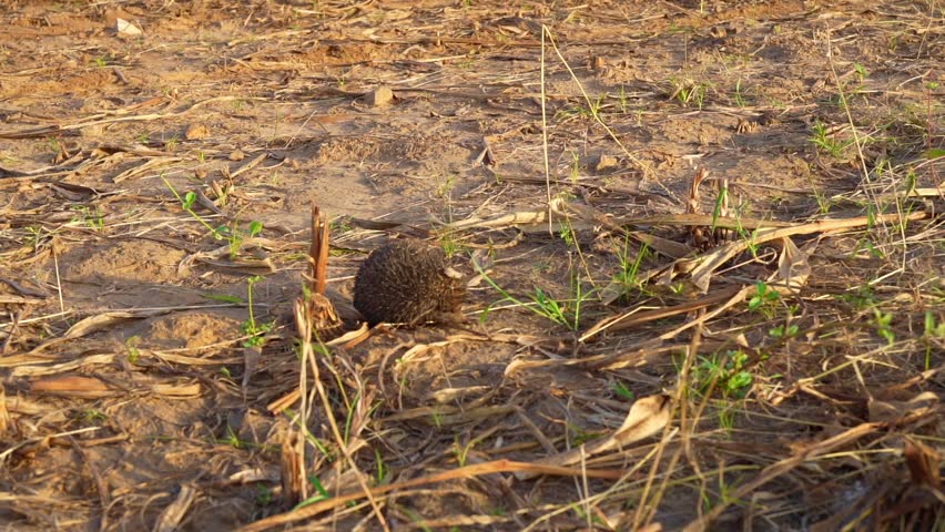 The European hedgehog or Erinaceus europaeus looking for food. Animal and wildlife footage