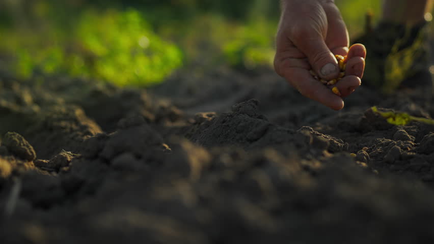 Dry cereal grains ready for sowing. Handmade farmer in the field. A farmer in nature in the countryside sows yellow, dry grains in black soil. The first step is planting corn. Farm labor in the field Royalty-Free Stock Footage #1108424783