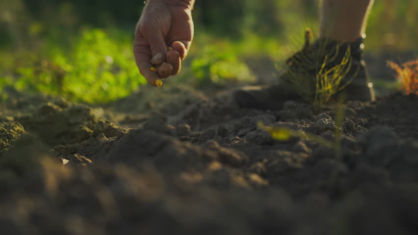 Dry cereal grains ready for sowing. Handmade farmer in the field. A farmer in nature in the countryside sows yellow, dry grains in black soil. The first step is planting corn. Farm labor in the field