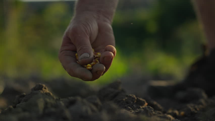 Man sowing corn on plantations. Fresh soil in spring, crops of yellow corn seeds. Agricultural business. Spring sowing of corn in rays of setting sun, farmer holds yellow corn seeds in his hands. Royalty-Free Stock Footage #1108424823