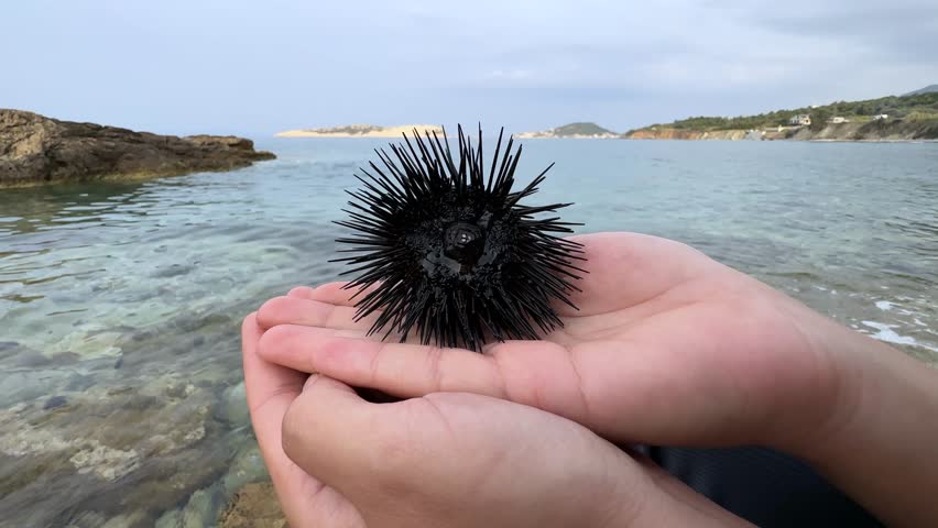 Black sea urchin (Arbacia lixula) in the hand of the woman. Karaburun, Izmir, Turkey