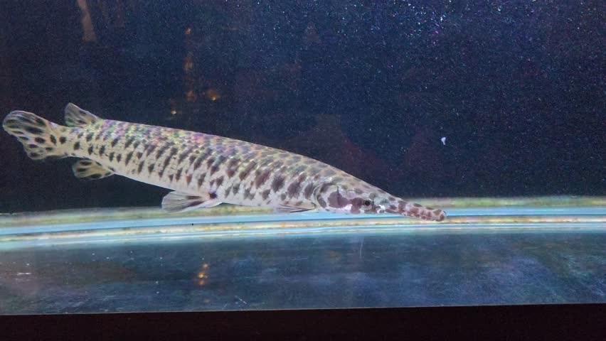 "Close-up shot of a stunning Spotted Gar (Lepisosteus oculatus) aquarium fish, showcasing its intricate, dark-green scales adorned with distinctive black spots. This ancient predator gracefully glides
