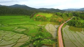 video drone  nature rice fields green in Laos PDR