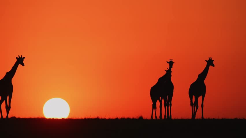 Beautiful Sunset Giraffe Silhouette 4K Royalty-Free Stock Footage #1108436091