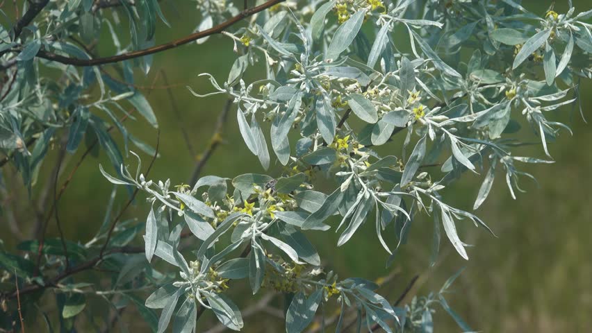 Russian olive (Elaeagnus angustifolia) blooms in Crimea dry steppe. Honey-scented golden flower and silver color leaves Royalty-Free Stock Footage #1108441529