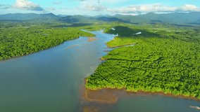 Verdant mangrove forest, a lush labyrinth of intertwined roots, thrives at water's edge. From above, a mesmerizing drone view reveals nature's intricate artwork against tranquil coastal waters.
