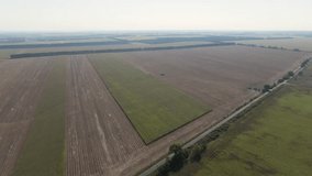 A combine harvests a crop of corn. Aerial shot.
