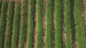 Straight down aerial view of a farmer working in a vegetable field, Batam, Indonesia.