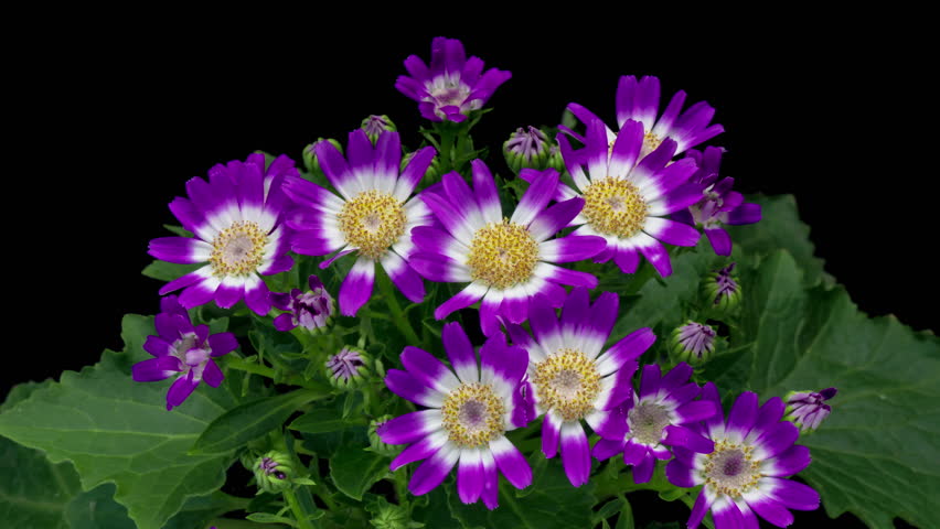 Purple white Cineraria flowers blooming on black background.