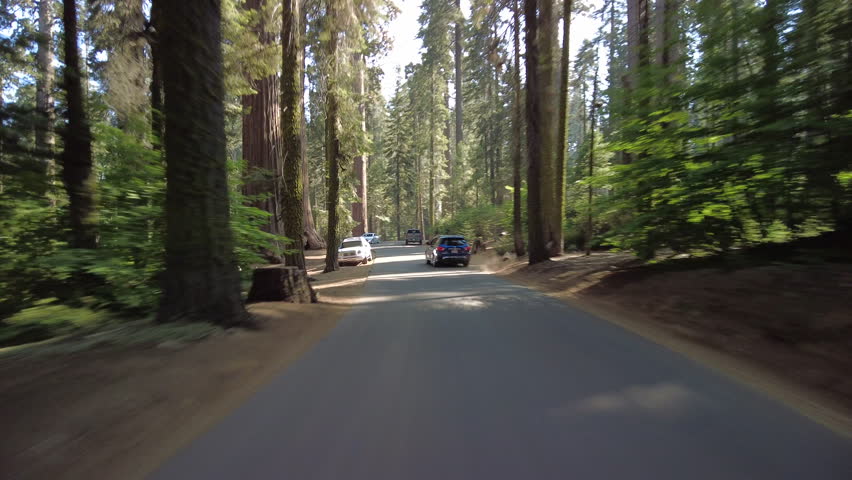 Hyperlapse Driving of Sequoia National Park Crescent Meadow Rd 01 Rear View Tilt Tunnel Log Fast Sierra Nevada Mountains California USA