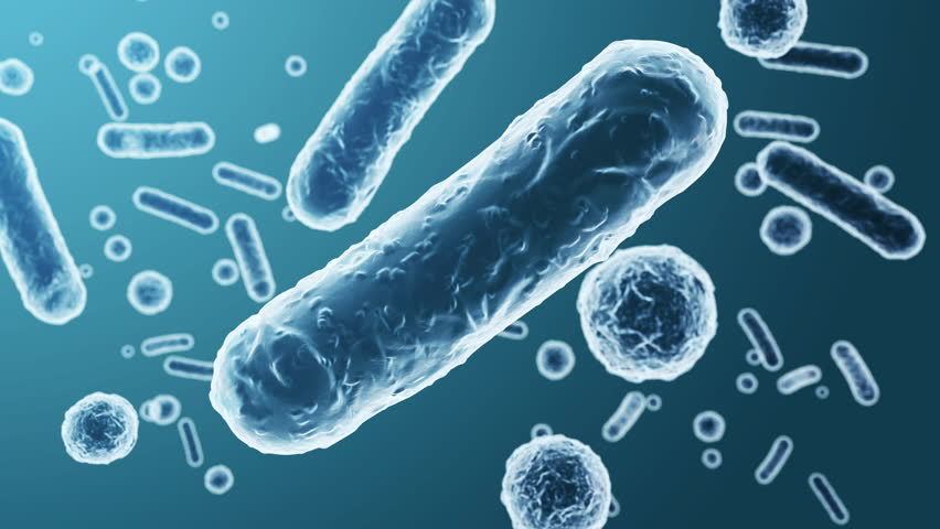Enterobacteriaceae, gram-negative rod-shaped bacteria, part of intestinal microbiome and causative agents of different infections, 3D rendering. Escherichia coli, Klebsiella, Enterobacter and other Royalty-Free Stock Footage #1108456127