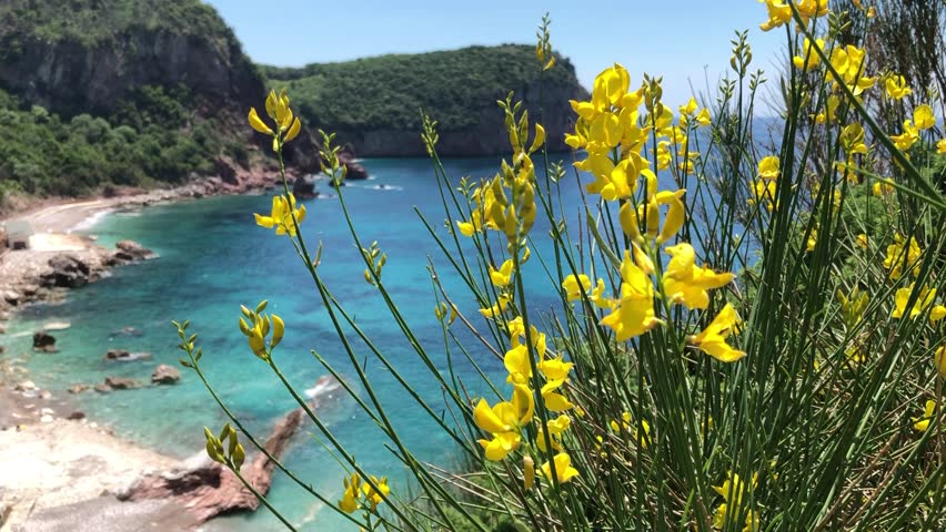 Blue lagoon framed by rocks and sandy beach. Yellow flowers in the foreground.