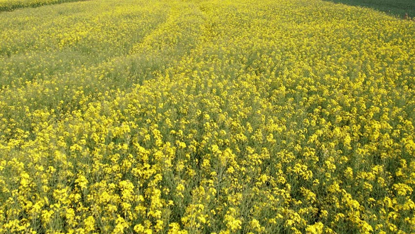 Aerial view Gorgeous yellow canola field blooming rapeseed farm backlit with sunset light. Big agricultural field planted with numerous yellow flowers of field mustard blossoming in springtime Royalty-Free Stock Footage #1108457959