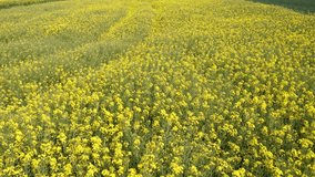 Aerial view Gorgeous yellow canola field blooming rapeseed farm backlit with sunset light. Big agricultural field planted with numerous yellow flowers of field mustard blossoming in springtime - Powered by Shutterstock - Get 15% off with code: PIKWIZARD15