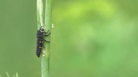 Ladybug beetle larvae eating aphid