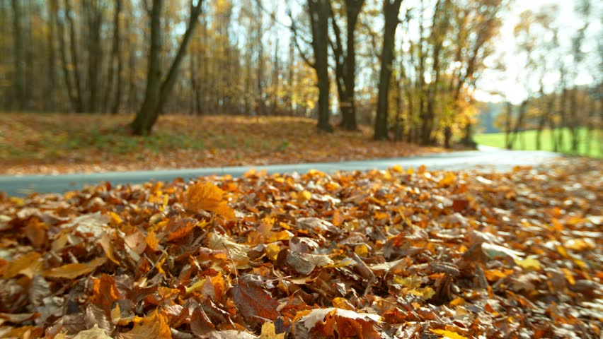 Super Slow Motion of Closeup of Car Running in Autumn Leaves. Filmed on High Speed Cinema Camera. Speed Ramp Effect. Royalty-Free Stock Footage #1108461887